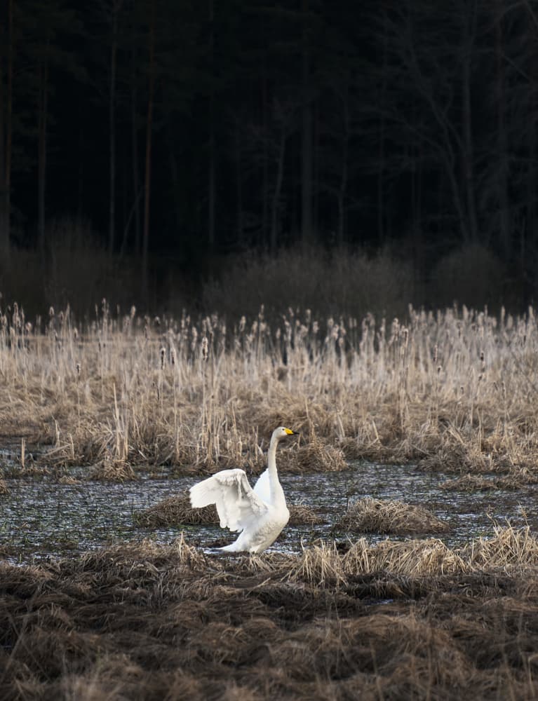 Whooper Swan Spreading Wings by Hamed Bank — canvas wall art