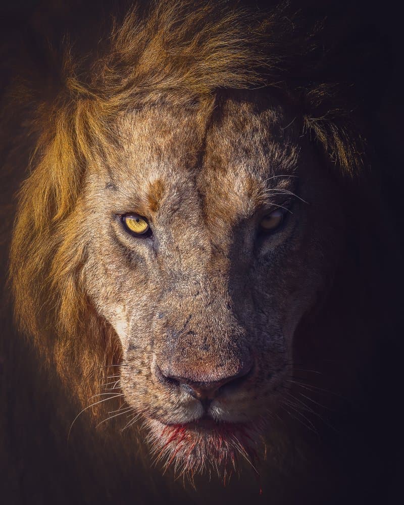 King's Golden Gaze by Faisal ALnomas — canvas wall art
