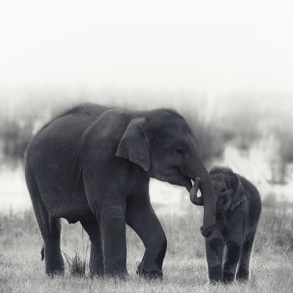 Tender Elephant Embrace by swapnil deshpande — canvas wall art