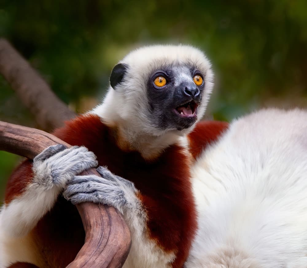 Surprised Sifaka Lemur by Miary Andria — canvas wall art