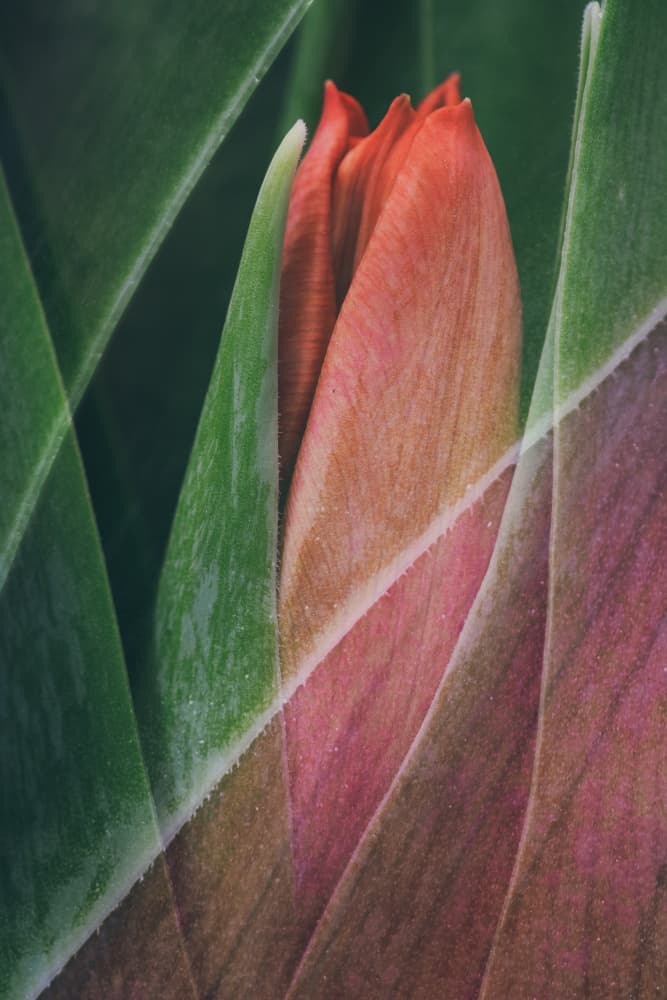 Budding Tulip Layers by Johan Lennartsson — canvas wall art