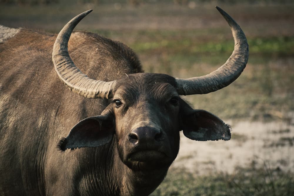 Majestic Buffalo Gaze by Ryan Braxton — canvas wall art