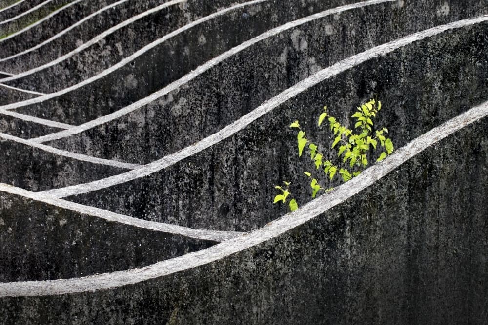 Life Amidst Concrete Curves by Robert Semnic — canvas wall art