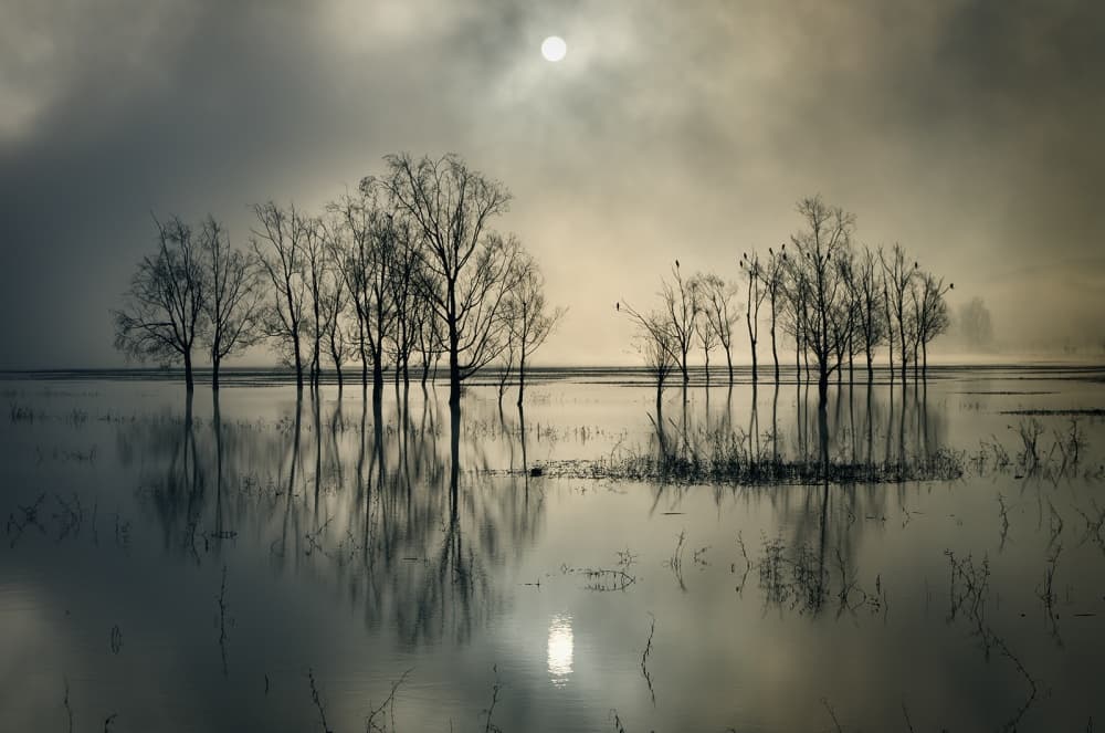 Misty Moonlit Trees