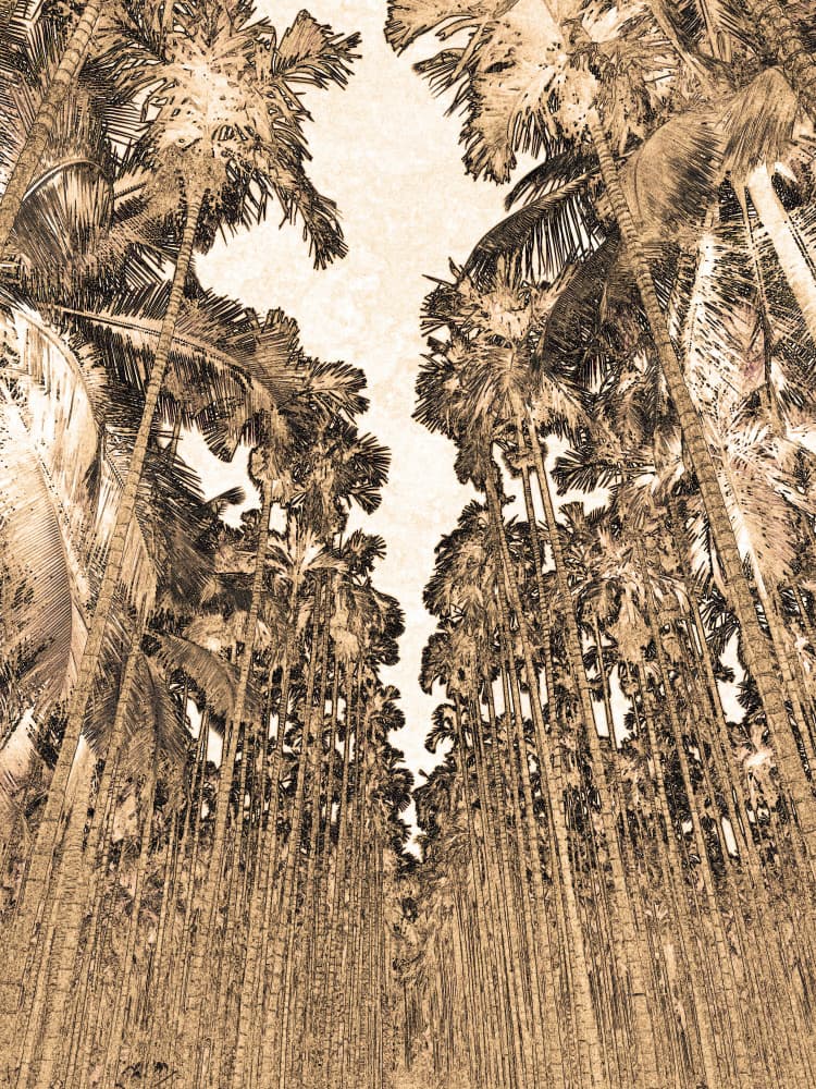 Vintage Palm Tree Pathway by Santhosh ch — canvas wall art
