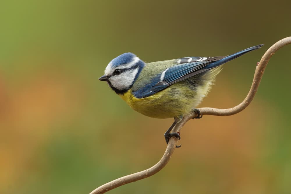Blue Tit on Branch by Annie Keizer — canvas wall art