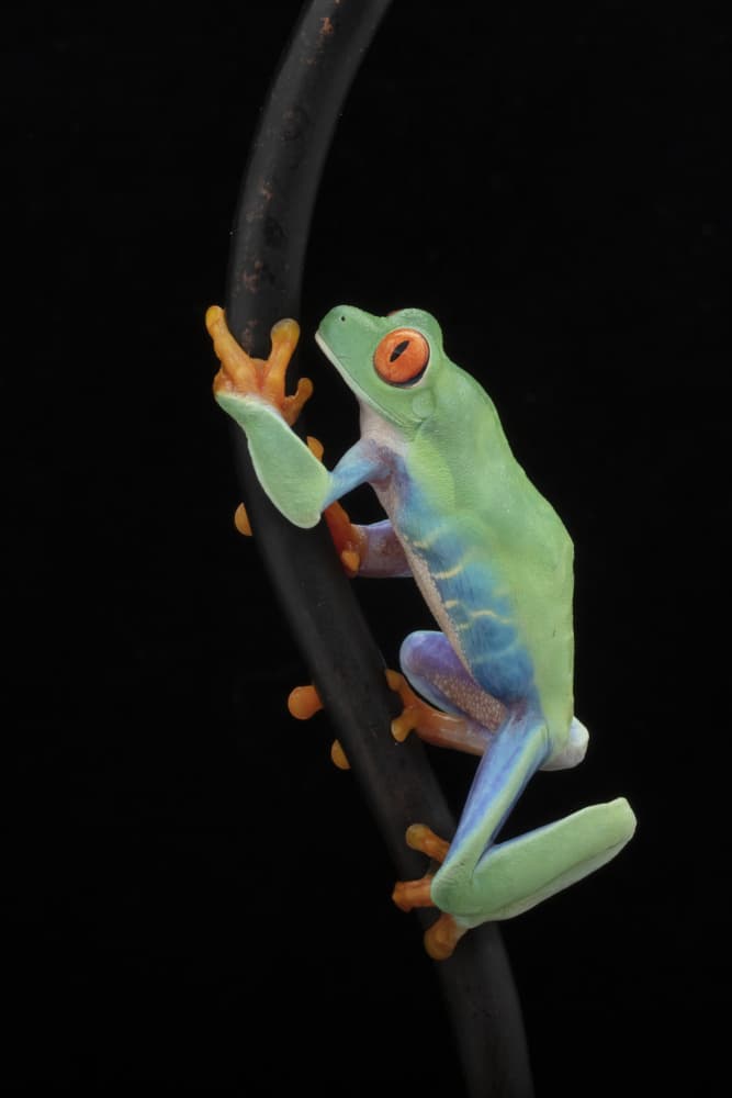 Vibrant Red-Eyed Tree Frog by Linda D Lester — canvas wall art