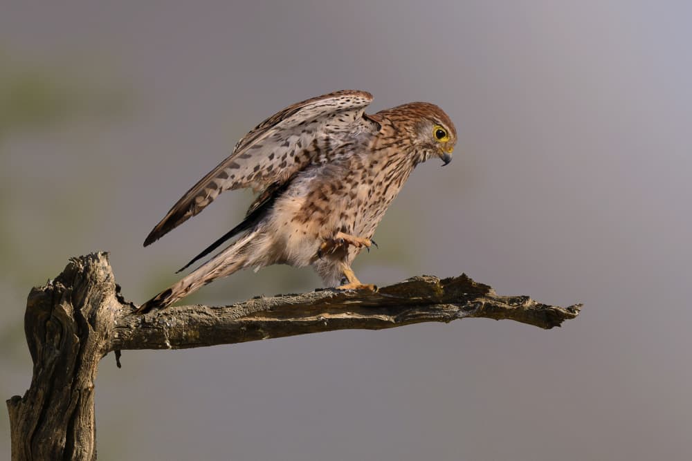 Graceful Kestrel Perched by Mallal Moshe — canvas wall art