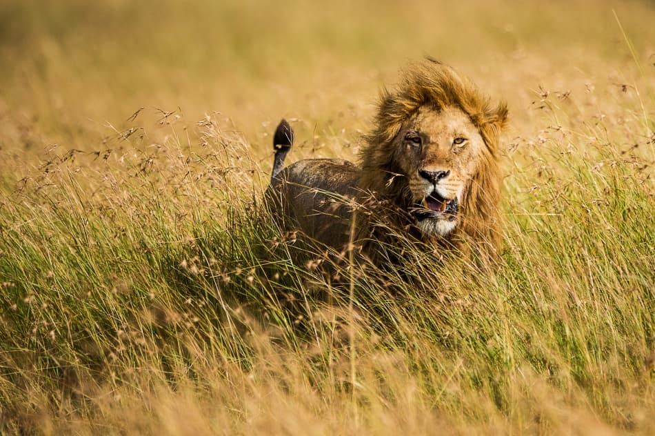 Golden Hour King by Mohammed Alnaser — canvas wall art