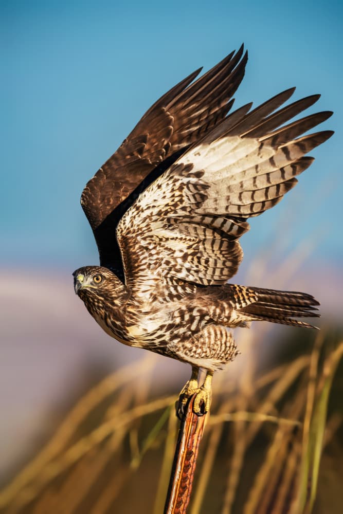 Powerful Hawk Takes Flight by Taksing (吉星高照) — canvas wall art