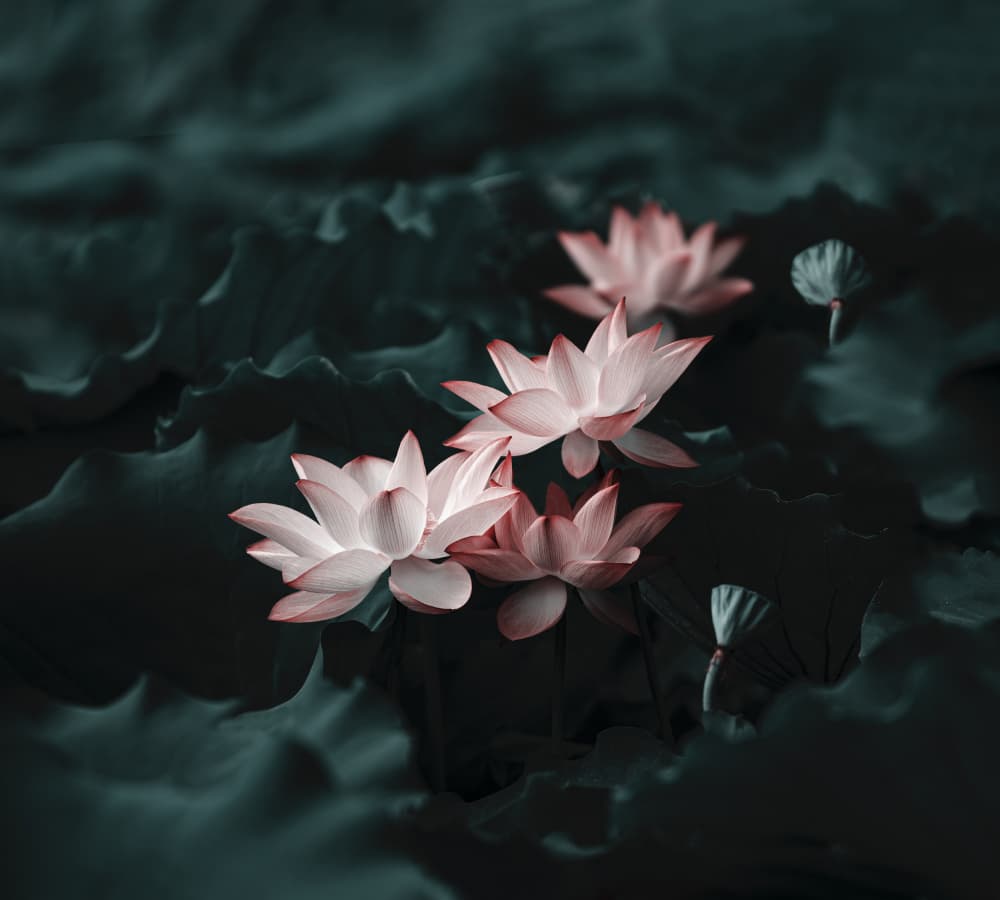 Moody Lotus Pond by Betty Liu — canvas wall art