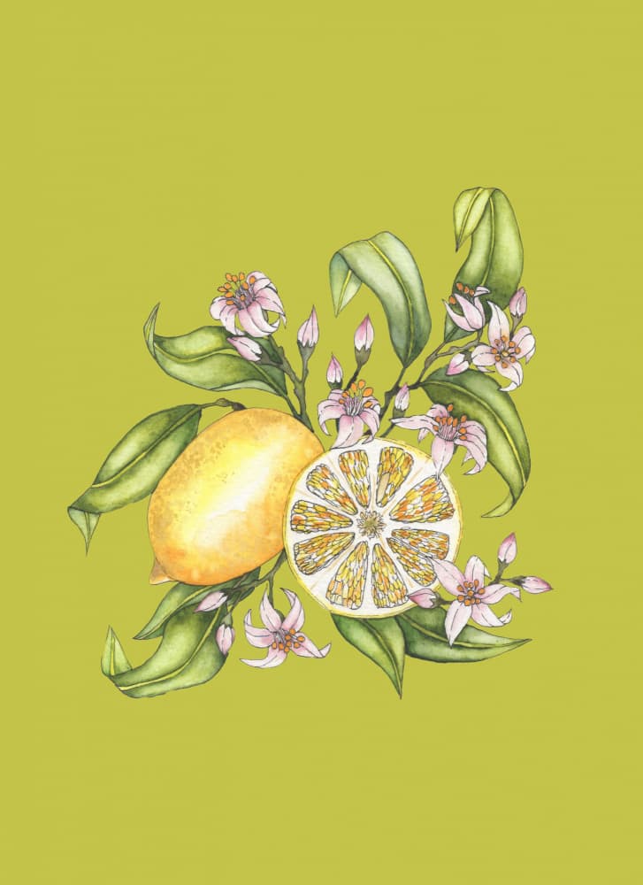 Fresh Lemon Bloom by Linda Sitniece — canvas wall art