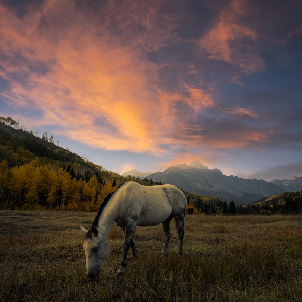 Peaceful Autumn Horse Sunset by John Fan — canvas wall art