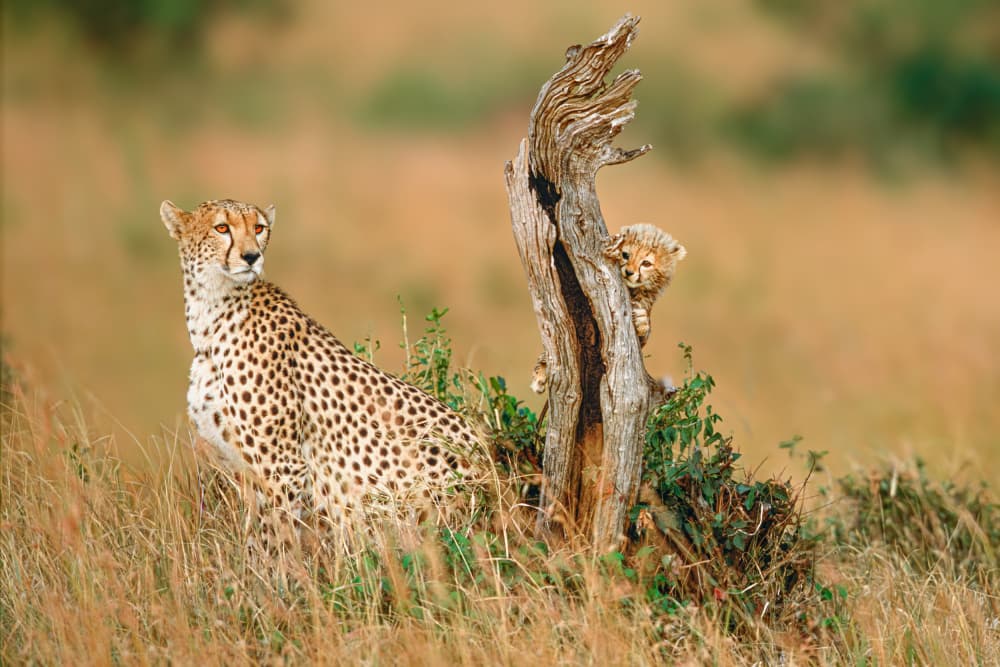 Cheetah Mother and Cub by Jeffrey C. Sink — canvas wall art