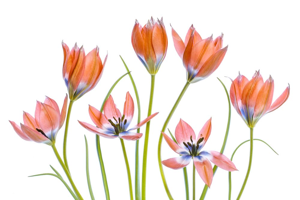 Apricot Tulips by Mandy Disher — canvas wall art
