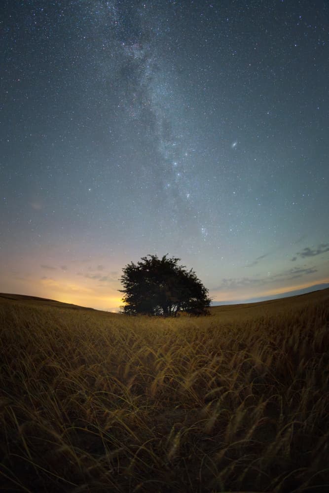 Starry Night Lone Tree by Hosein Babaei — canvas wall art