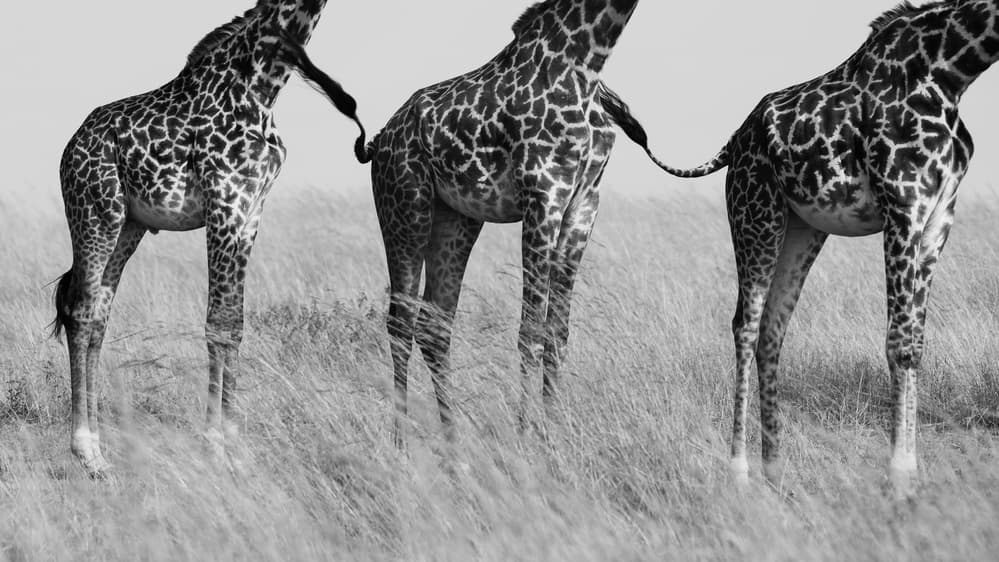 Three Playful Giraffes by Mohammed Alnaser — canvas wall art
