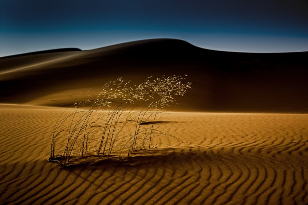 Golden Desert Grass by Rainer Inderst — canvas wall art