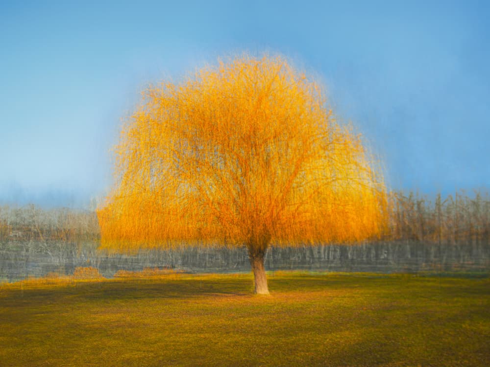 Golden Willow Tree by Simon H — canvas wall art