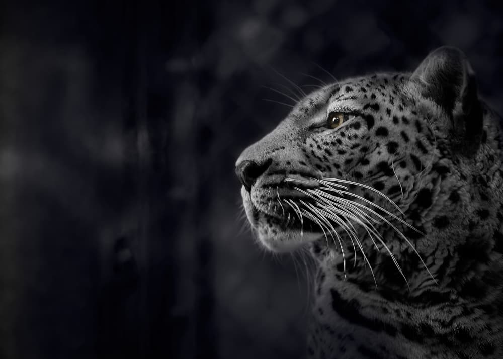 Majestic Leopard Profile by Kaisyakuji Yushi — canvas wall art