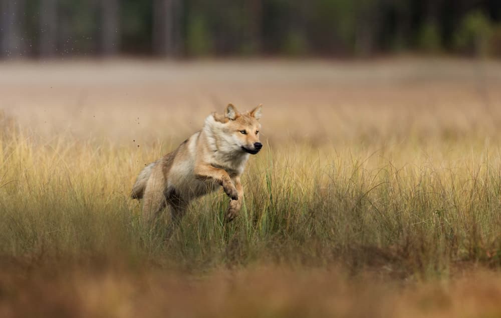 Wild Wolf Leaping by Marco Barisone — canvas wall art