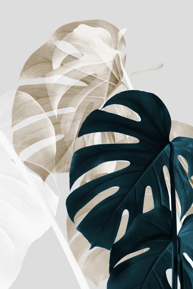 Overlapping Monstera Leaves by Pictufy Studio III — canvas wall art