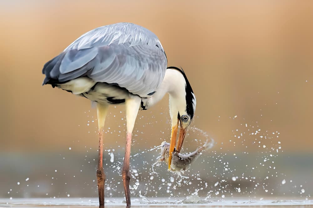 Grey Heron Fishing Splash by Jun Zuo — canvas wall art
