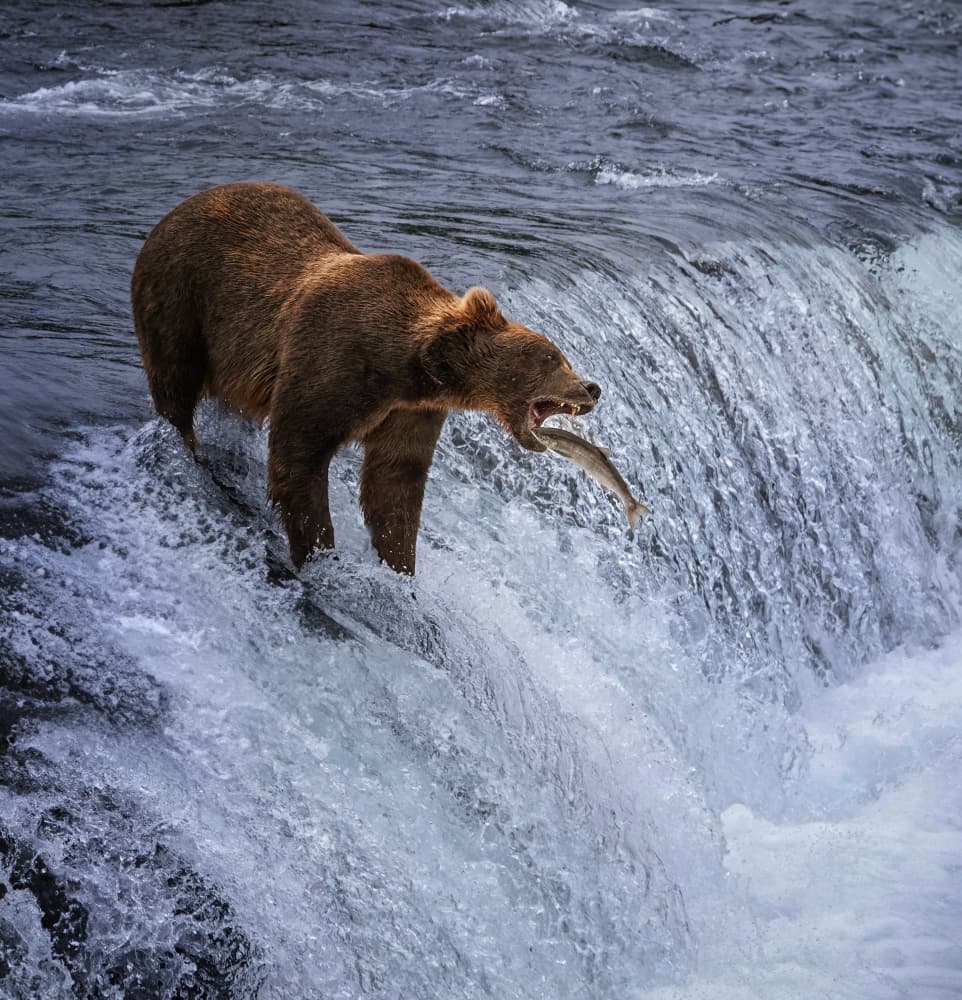 Grizzly Bear Fishing by Yun Gong — canvas wall art