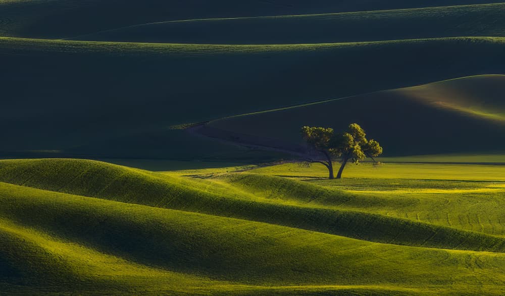 Rolling Hills Lone Tree by James Lu — canvas wall art