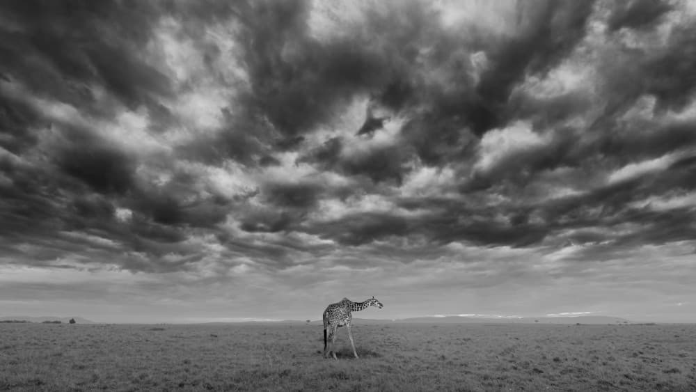 Giraffe Under Stormy Skies by Sheila Xu — canvas wall art