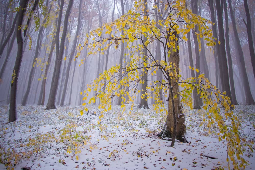 Misty Forest Golden Leaves by Vio Oprea — canvas wall art