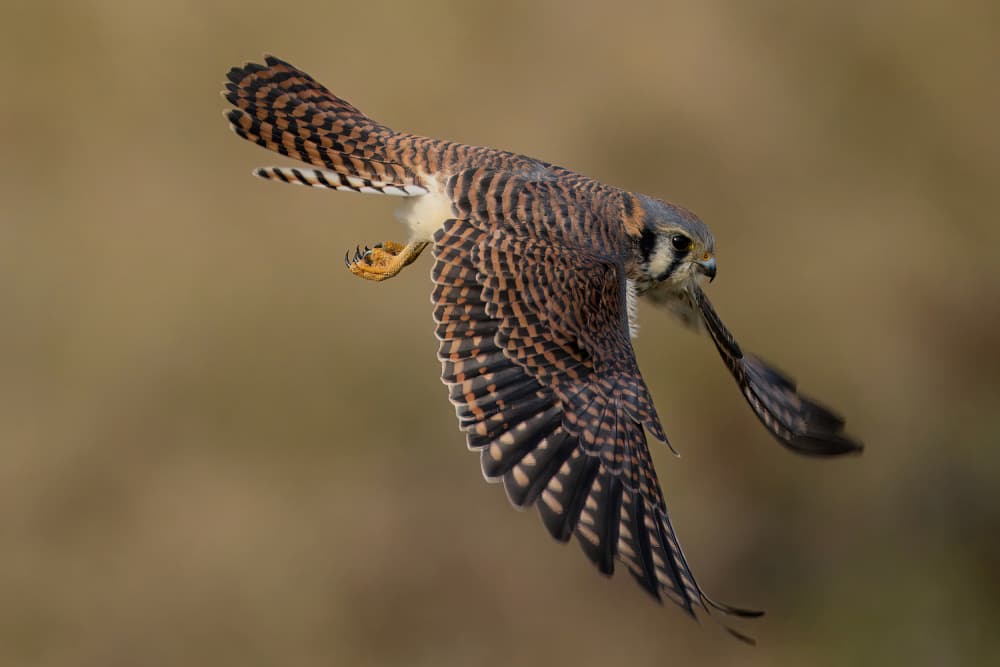 Kestrel in Flight by Gavin Lam — canvas wall art