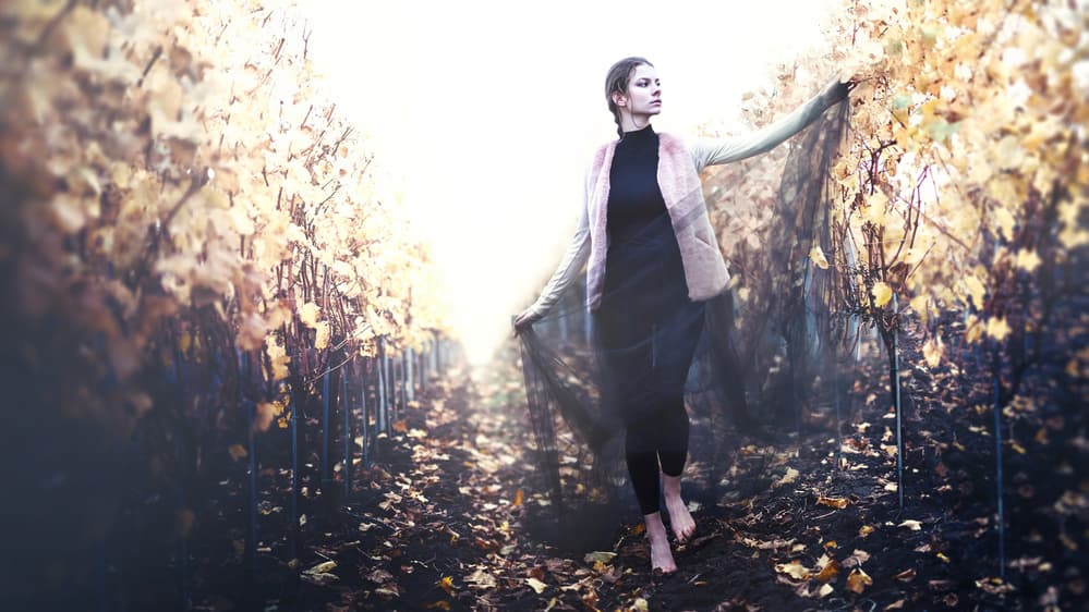 Golden Vineyard Walk by Bettina Tautzenberger — canvas wall art