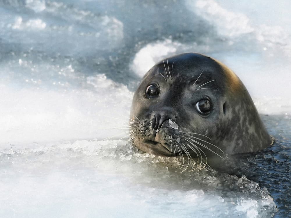 Curious Seal Pup by Holger Droste — canvas wall art