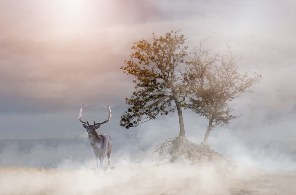 Mystical Forest Stag by Natascha Worseling — canvas wall art