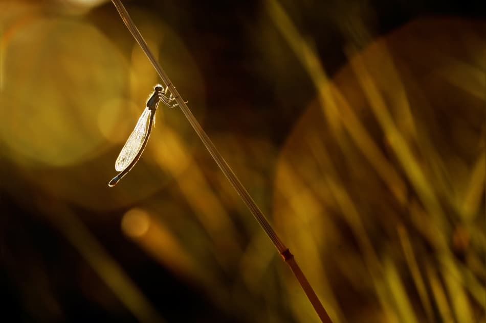 Golden Hour Damselfly by Niels Christian Wulff — canvas wall art