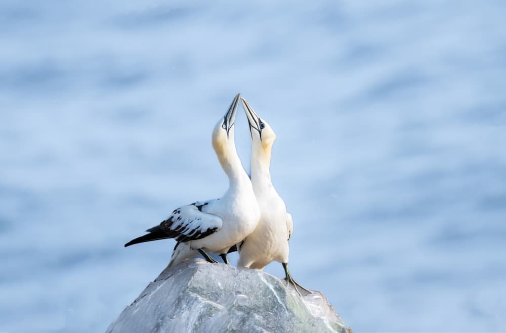 Tender Gannet Embrace by Betty Liu — canvas wall art