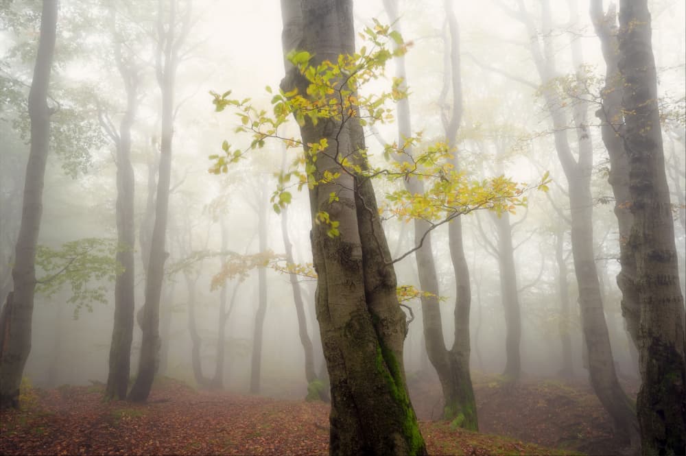 Golden Autumn Fog by Martin Morávek — canvas wall art