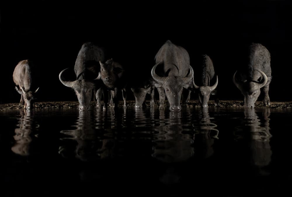 Night Water Buffalo Reflections by Alessandro Catta — canvas wall art