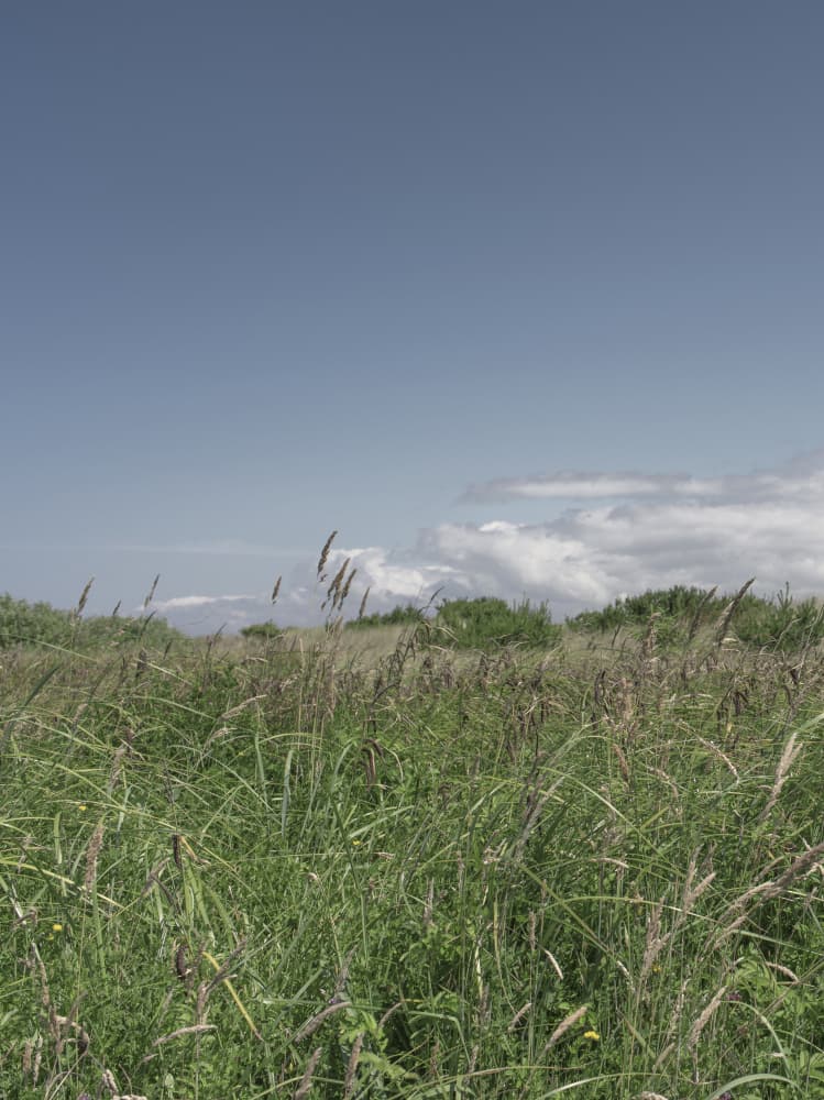 Summer Meadow Sky by Lynann Colligan — canvas wall art