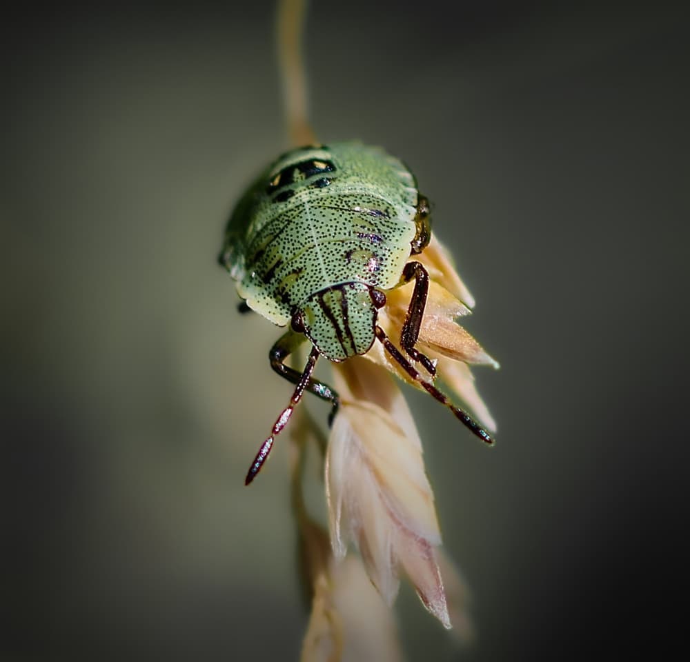 Dewy Green Insect by Zina Heg — canvas wall art