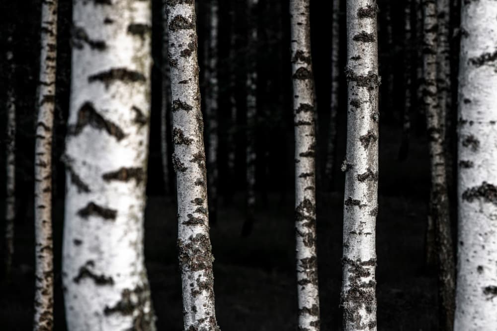 Birch Trees 8 by Mareike Böhmer — canvas wall art