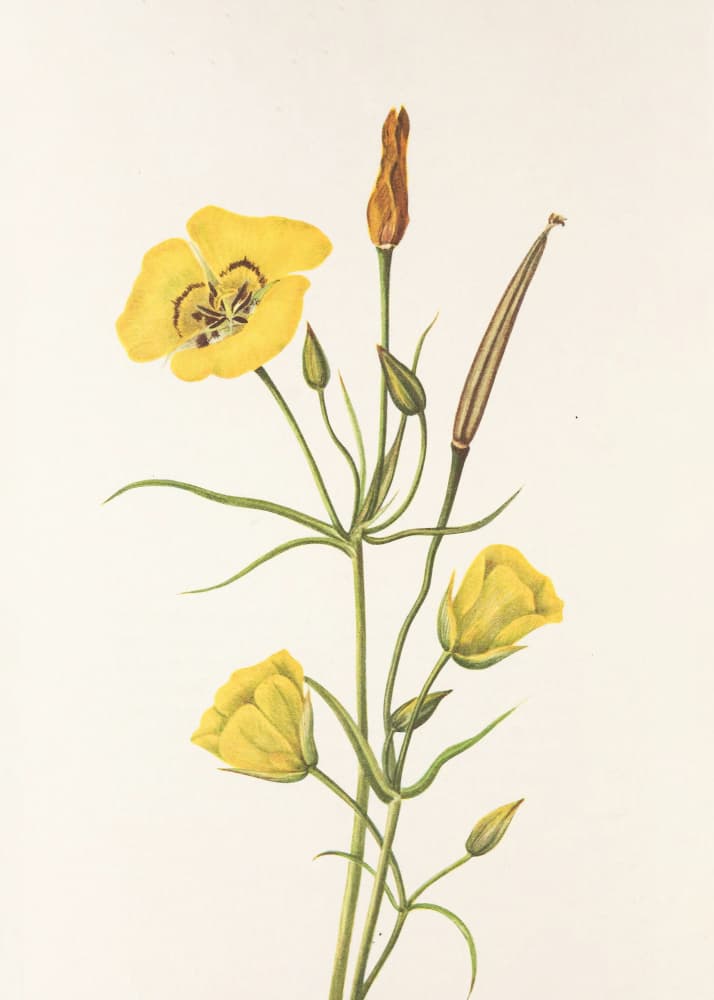 Goldenbowl Mariposa From North American Wildflowers (1925) By Mary Vaux Walcott by Mary Vaux Walcott — canvas wall art