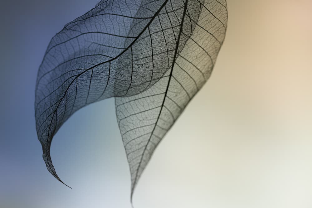 Delicate Skeleton Leaves by Shihya Kowatari — canvas wall art