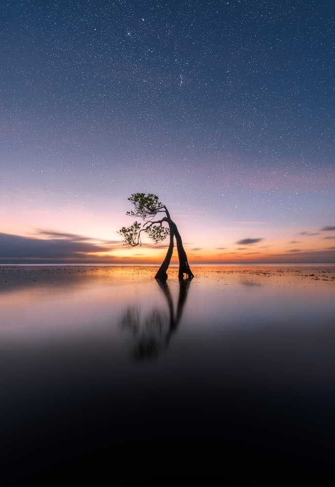 Lone Tree Under Stars by NingYun Ye — canvas wall art