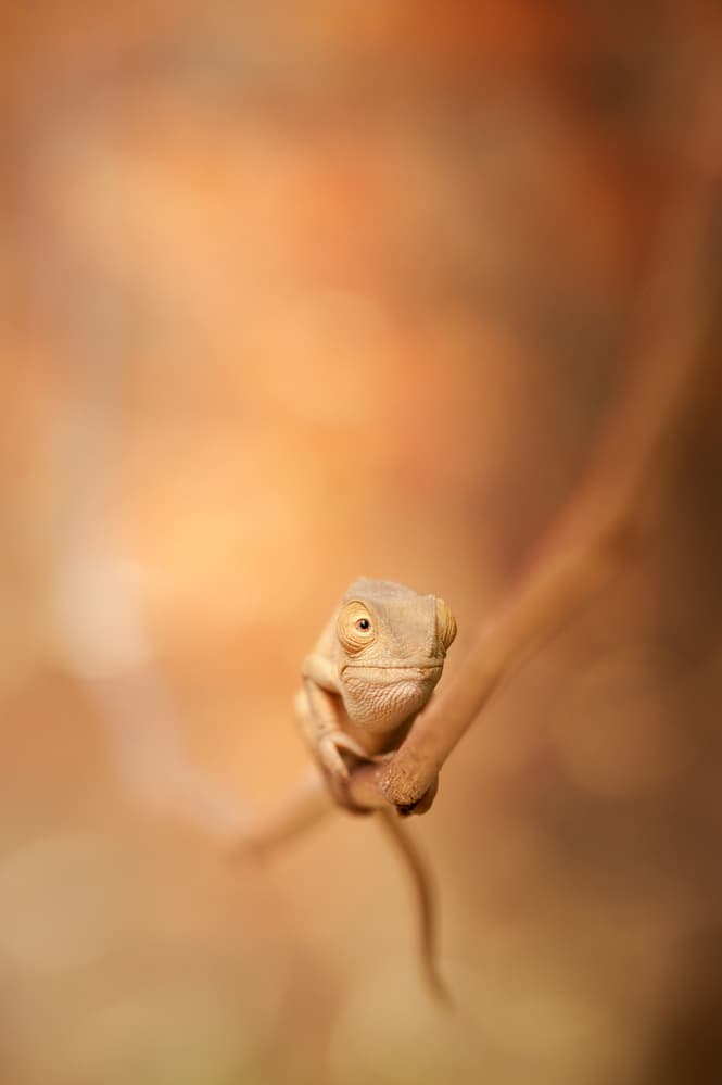 Curious Baby Chameleon by Wendy — canvas wall art