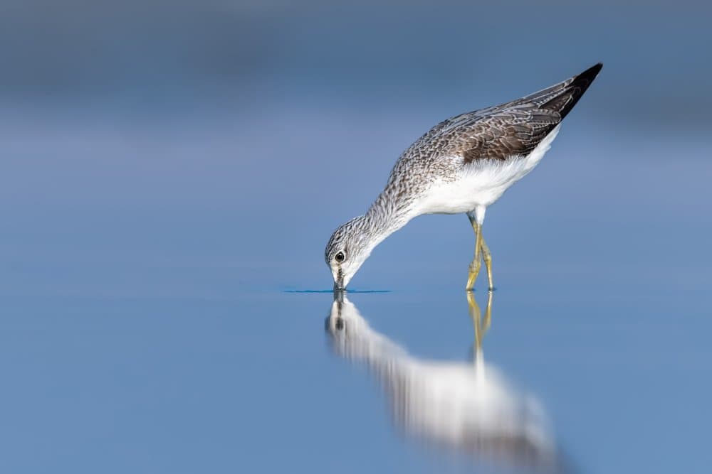 Serene Bird Reflection by Ahmed Sobhi — canvas wall art