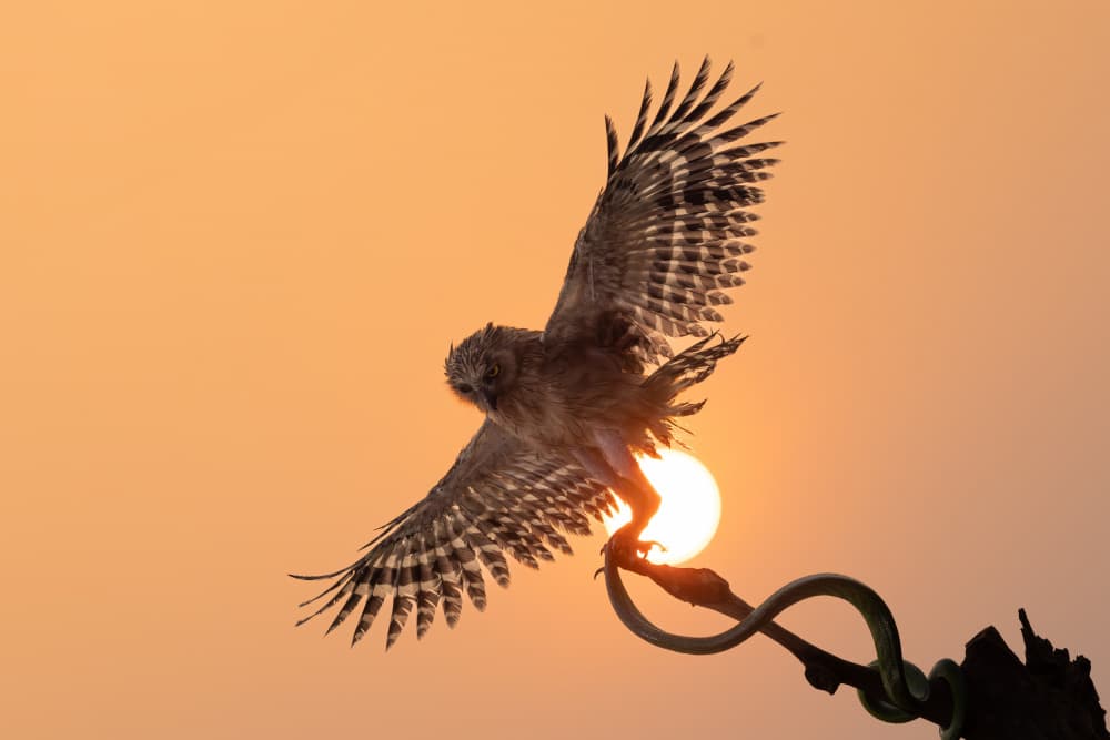 Owl Embraces Golden Sun by Lisdiyanto Suhardjo — canvas wall art