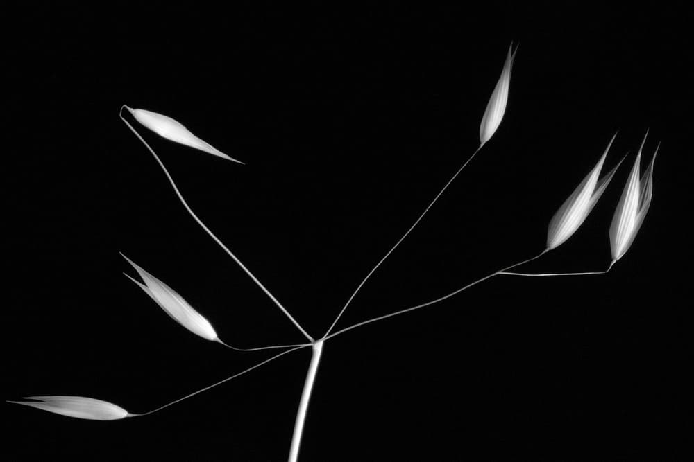 Elegant Oat Stems by Olavo Azevedo — canvas wall art