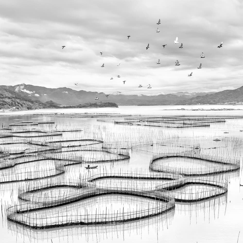Fishing Nets And Birds by Hua Zhu — canvas wall art